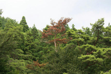 20100818_2.jpg