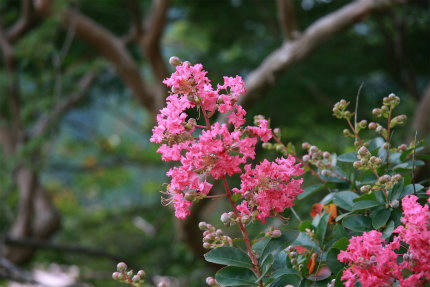 20100821_1.jpg