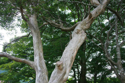 20100821_2.jpg