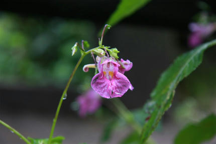 20100923_1.jpg