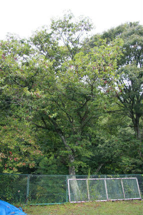 20100923_3.jpg