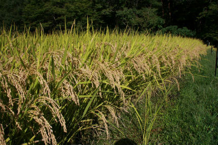 20100929_4.jpg