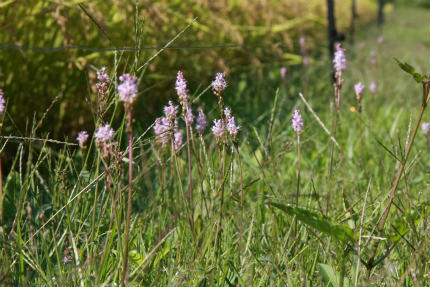 20100929_5.jpg