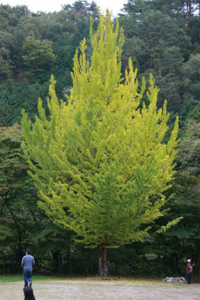20101024_2.jpg