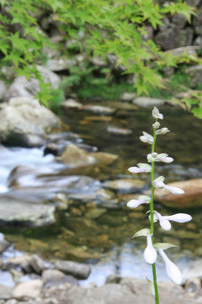 20120725_2.jpg