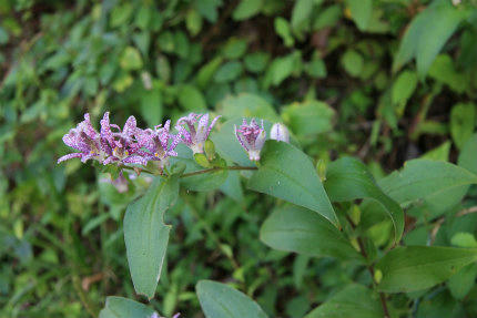 20120910_1.jpg