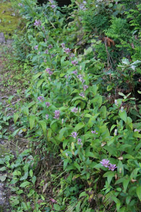 20120910_3.jpg