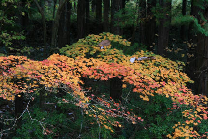 20101108_4.jpg