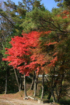 20101112_1.jpg