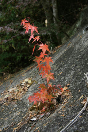 20101113.jpg
