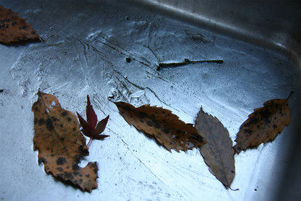 20101119_1.jpg