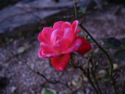 20101126_2.jpg