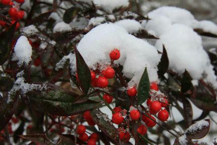 20110101_2.jpg