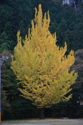 20121105_1.jpg