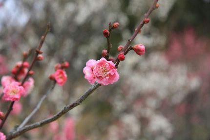 20110206_8.jpg