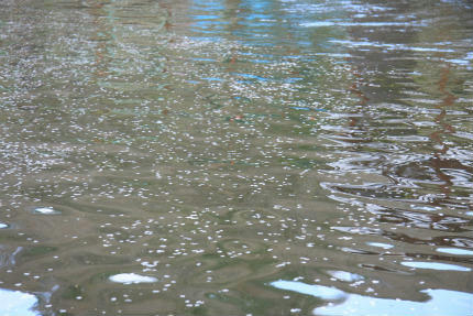 20110430_1.jpg