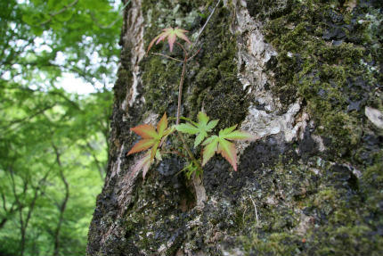 20110516_1.jpg