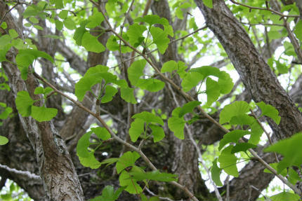 20110516_2.jpg