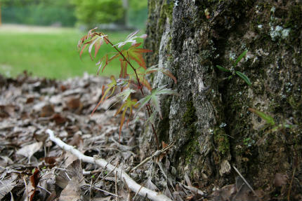 20110516_3.jpg