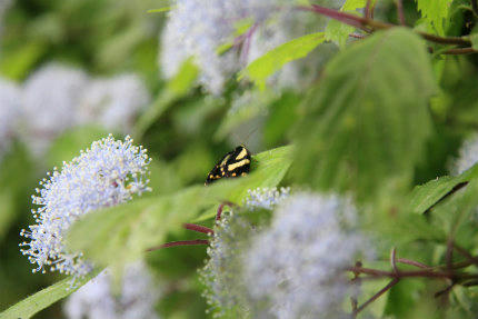 20110619.jpg