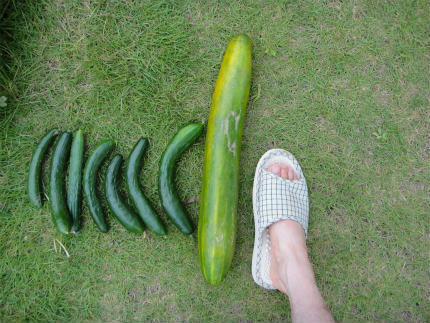 20110728.jpg