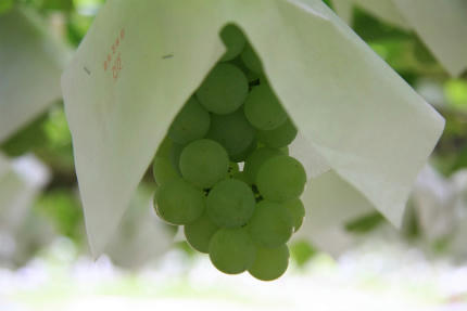 20110804_5.jpg