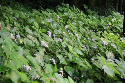 20110828_2.jpg