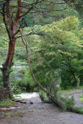 20110903.jpg