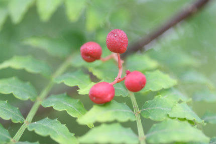 20110914_1.jpg
