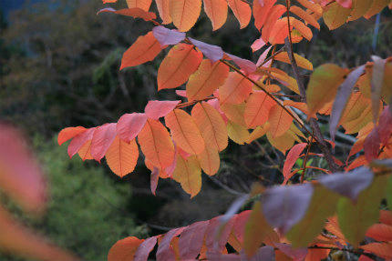 20111109_1.jpg