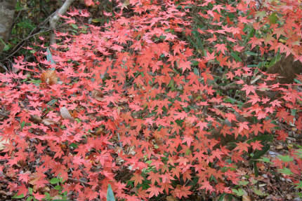 20111109_3.jpg