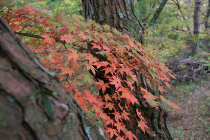 20111109_5.jpg