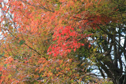 20111112_1.jpg