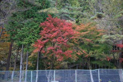 20111115_1.jpg