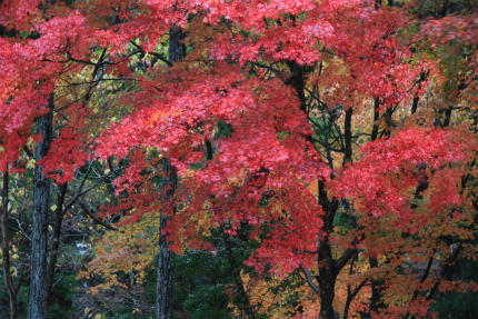20111119_1.jpg