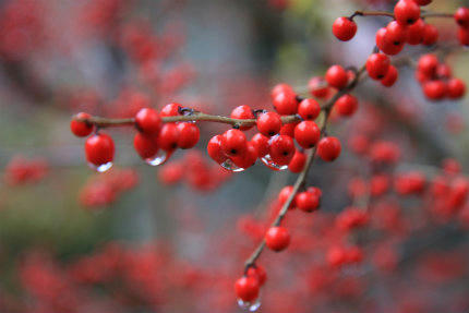 20111202_2.jpg