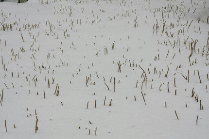 20120202_2.jpg