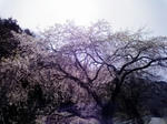 P1000390.JPG