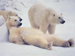 017_pozitivanimalss.jpg