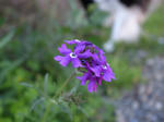 R1041336.JPG