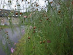 R1041736.JPG