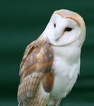 535px-Tyto_alba_close_up.jpg