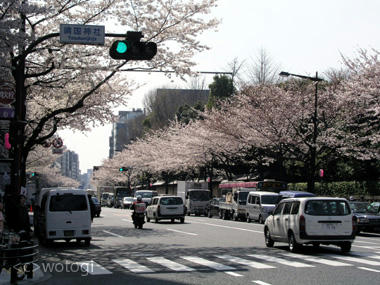 靖国神社桜並木