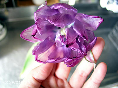 散る間際の花