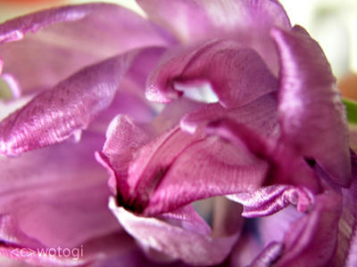 散る間際の花