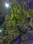 20080326sakura.jpg