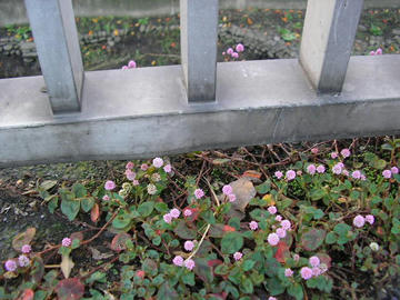 1112k6.JPG