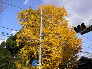 1204h6.JPG