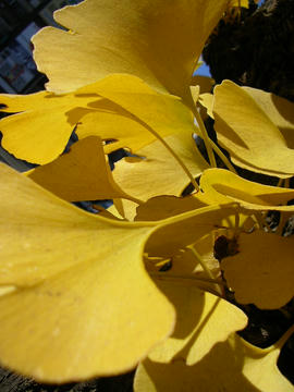 1205o5.JPG