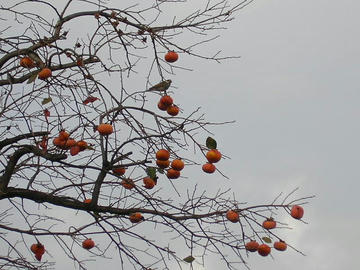 1211t3.JPG